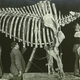 Image for article titled American Experience - "Dinosaur Wars"